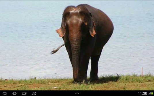 Elephant, Thaïlande, Ganeshapark