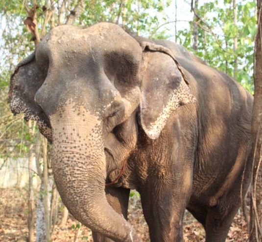 Elephant, Thaïlande, Ganeshapark