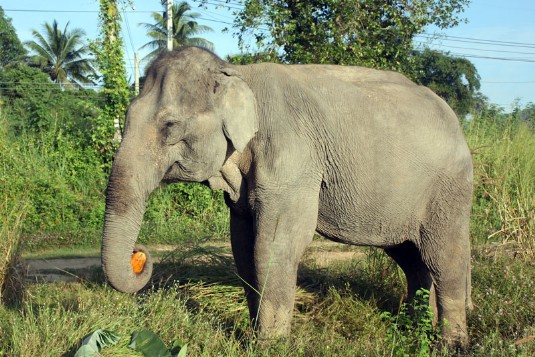 Elephant, Thaïlande, Ganeshapark