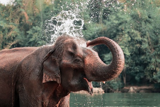 Elephant, Thaïlande, Ganeshapark